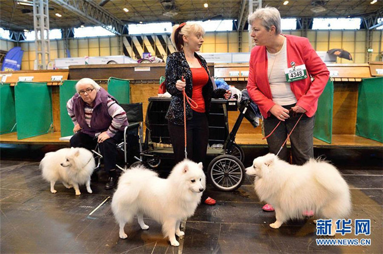 Weltweit gr??te Hundeschau in Birmingham