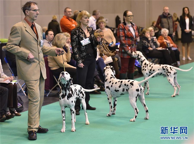Weltweit gr??te Hundeschau in Birmingham