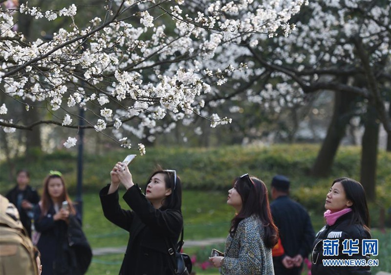 Kirschblüte in Hangzhou 