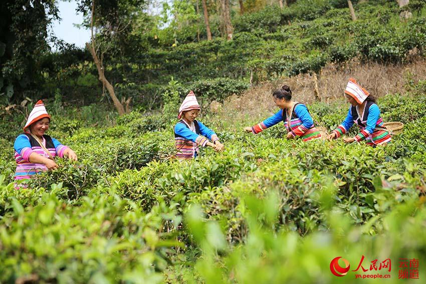 Das Jino-Volk erntet Frühlingstee in Yunnan