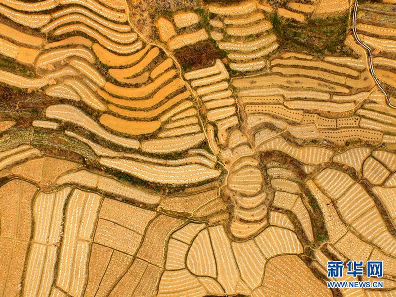 Wassermelonen-Terrassenfelder aus der Vogelperspektive