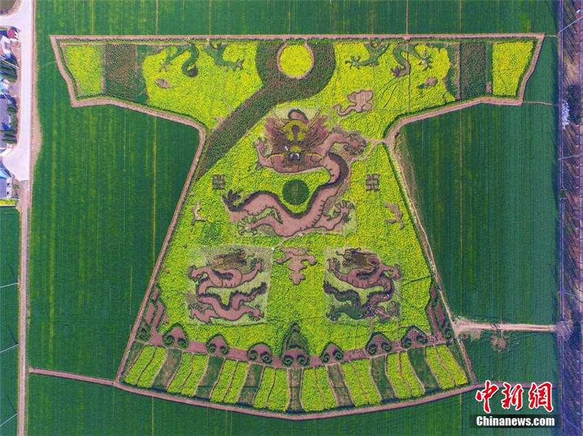 ?Kaiserrobe“ auf dem Rapsfeld