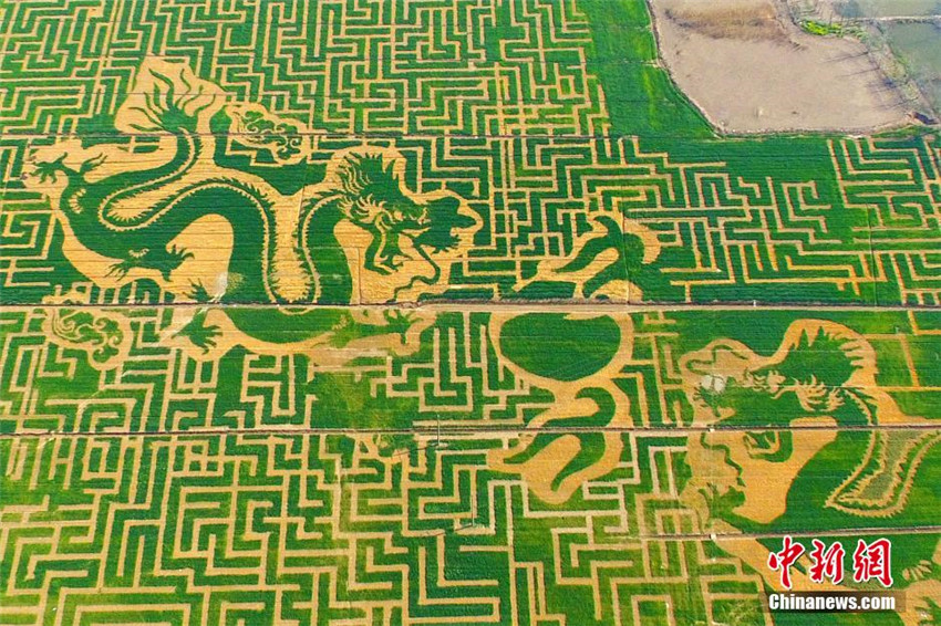 ?Kaiserrobe“ auf dem Rapsfeld