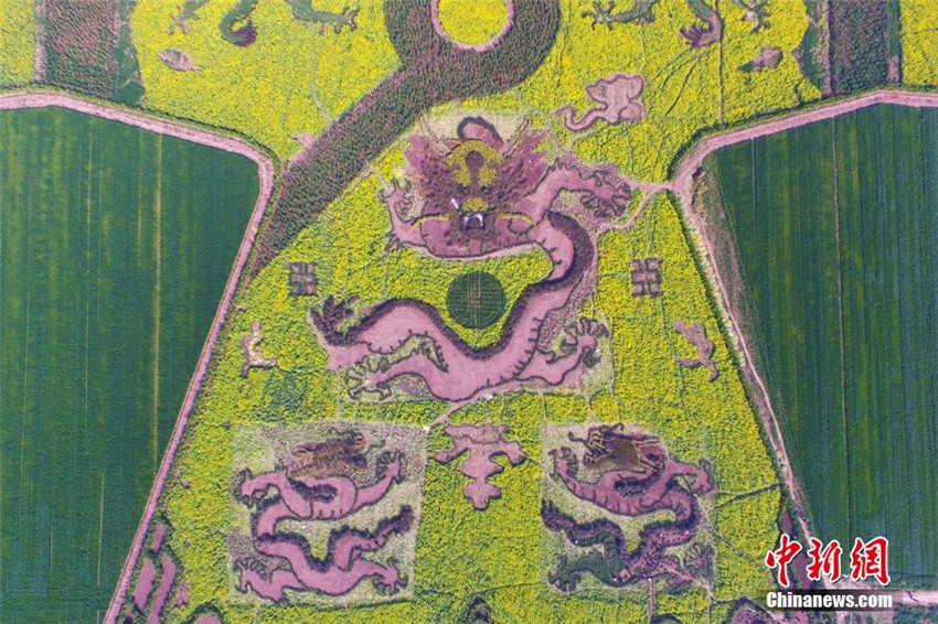 ?Kaiserrobe“ auf dem Rapsfeld