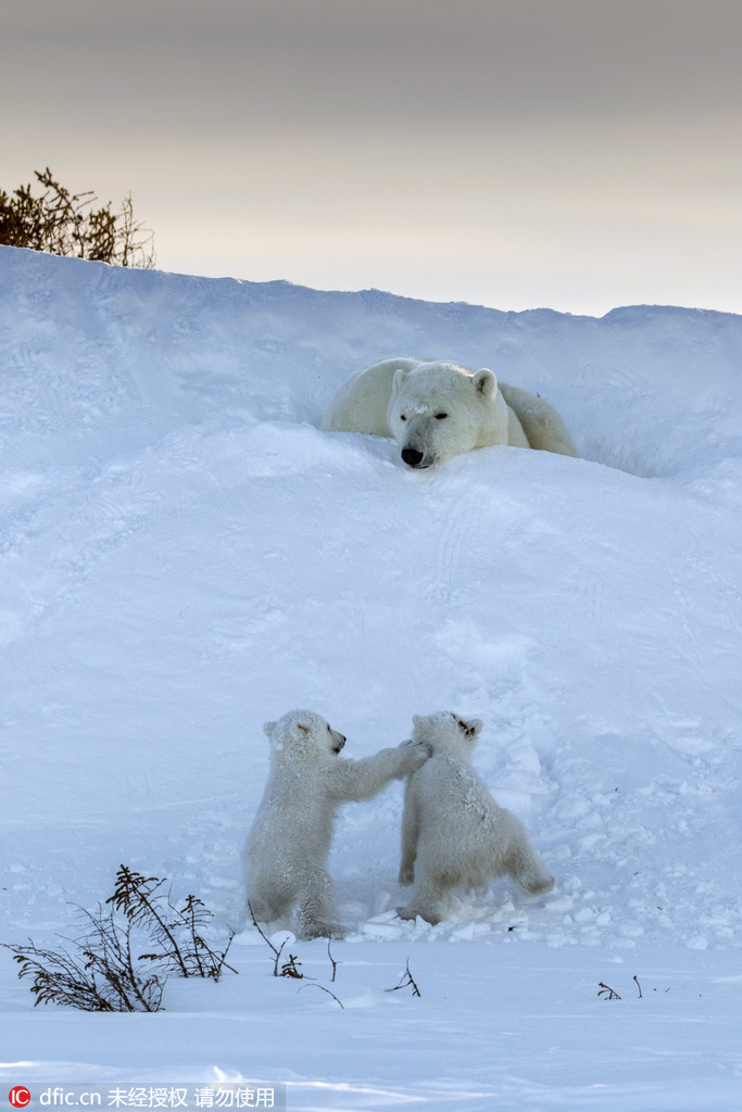 Entzückende Momente der Eisb?renbabys