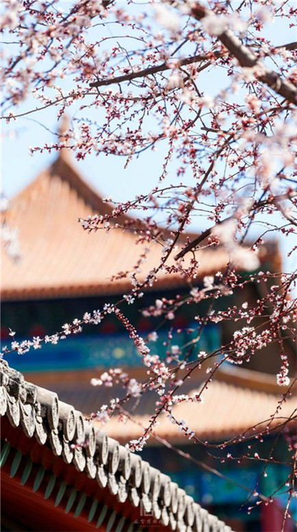 Frühlingsszenen aus der Verbotenen Stadt