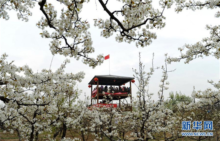 Wei?e Birnenblüte in Hebei