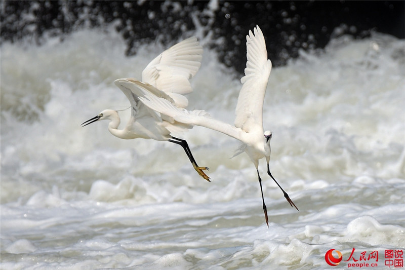 Junge Seidenreiher genie?en den Frühling am Yuandang-See