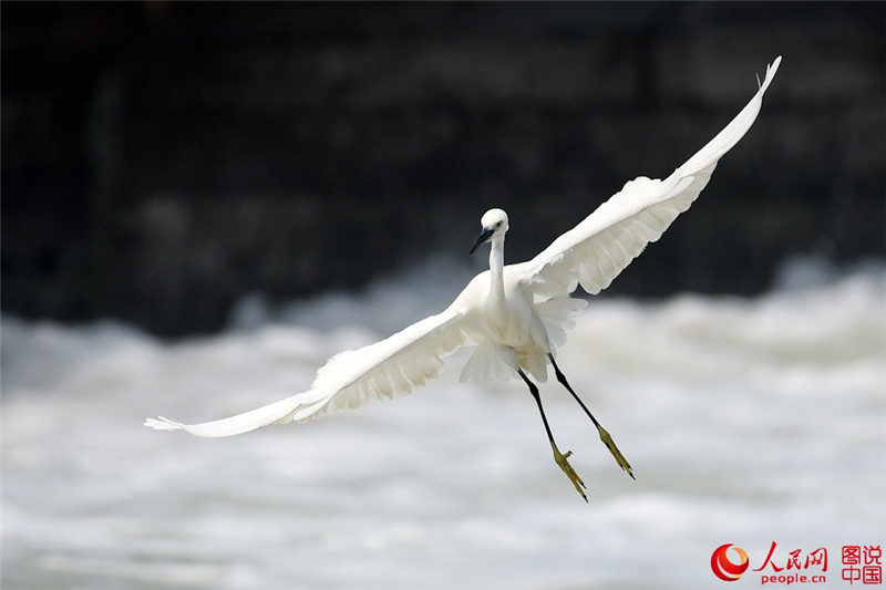 Junge Seidenreiher genie?en den Frühling am Yuandang-See