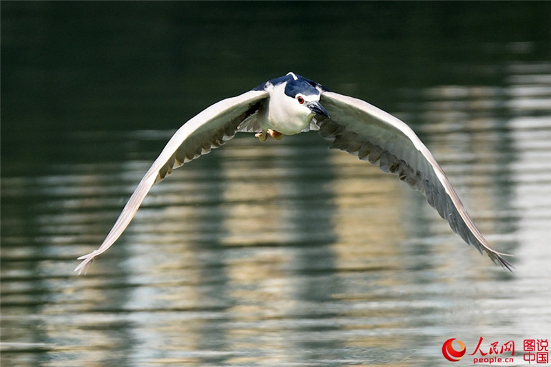 Junge Seidenreiher genie?en den Frühling am Yuandang-See