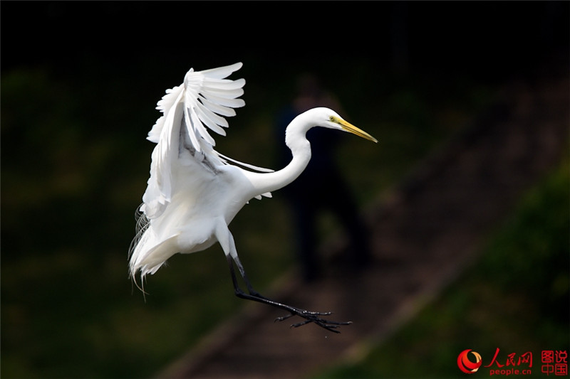 Junge Seidenreiher genie?en den Frühling am Yuandang-See
