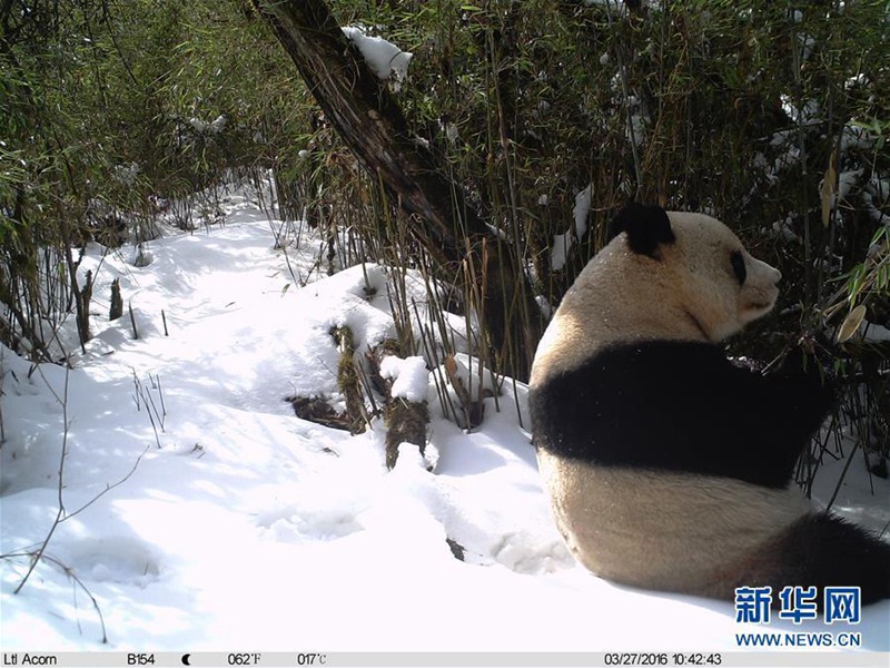 Wildlebender Pandab?r streift durch den Schnee
