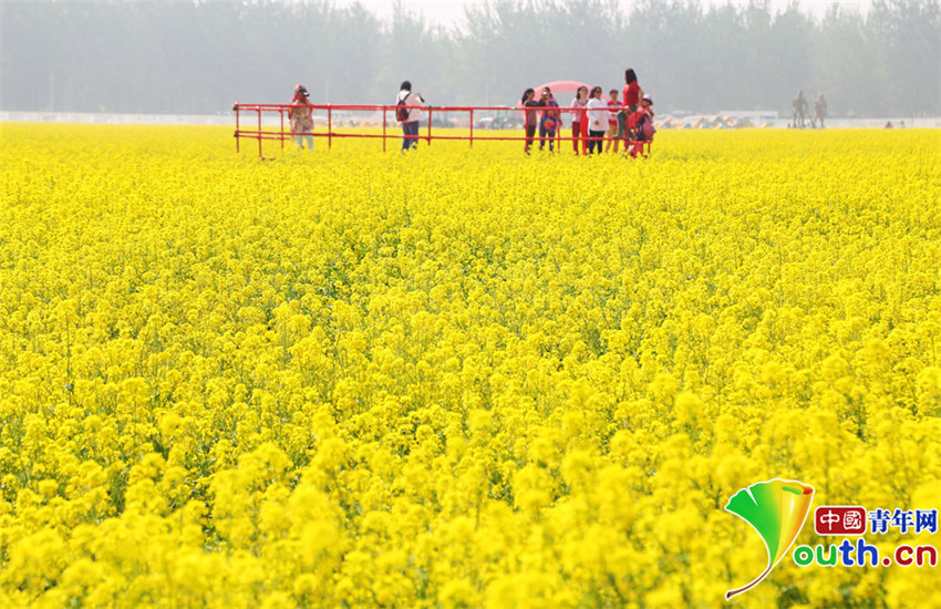 Auch Beijing bietet blühende Rapsfelder