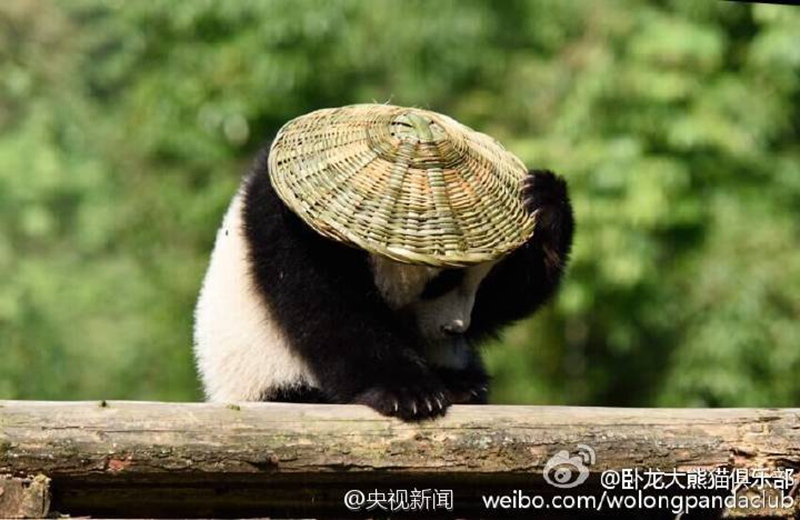 ?Kung Fu Panda“ in Sichuan