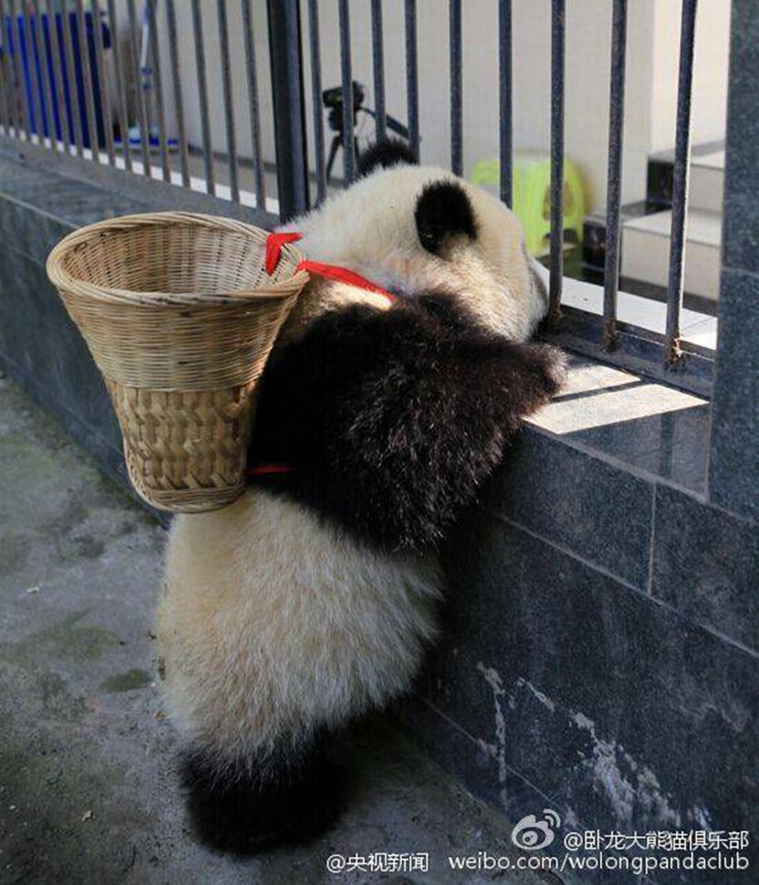 ?Kung Fu Panda“ in Sichuan