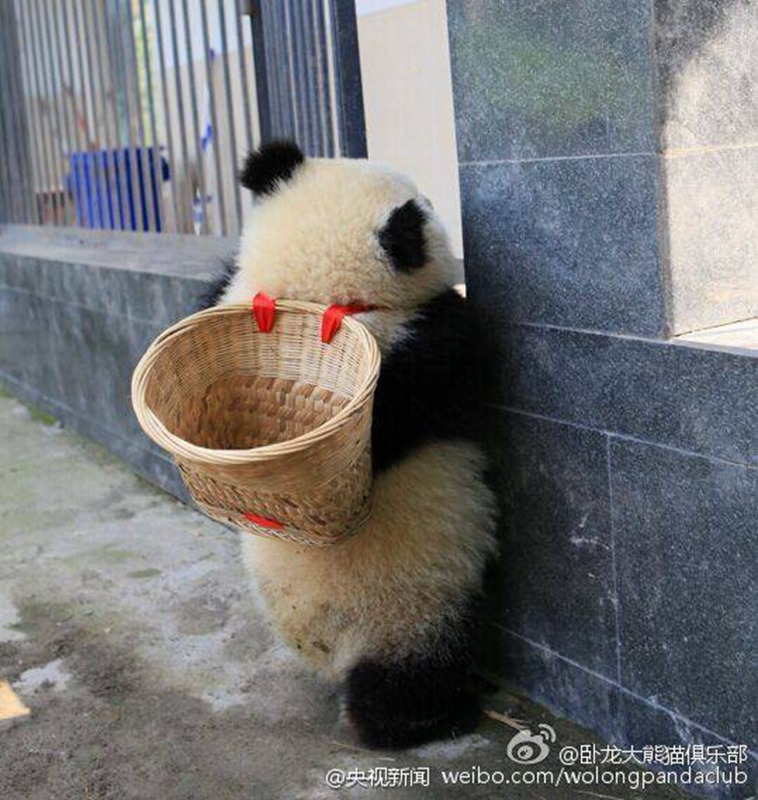 ?Kung Fu Panda“ in Sichuan