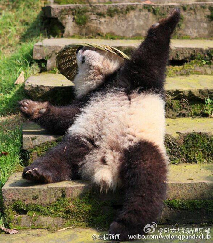 ?Kung Fu Panda“ in Sichuan