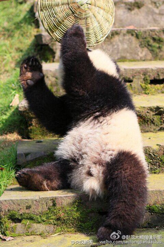 ?Kung Fu Panda“ in Sichuan