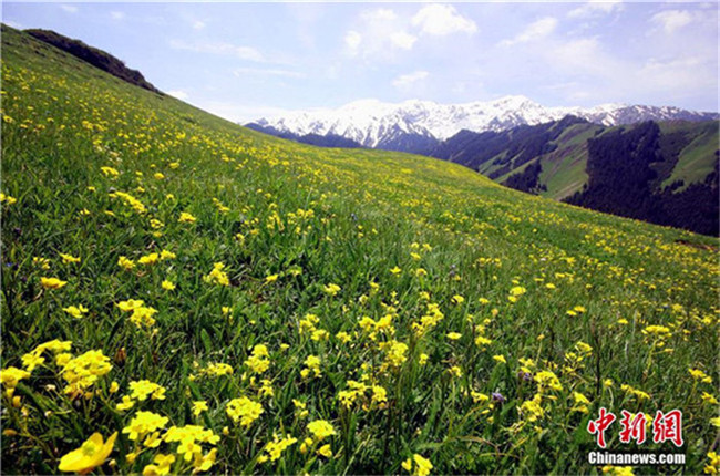 Der Frühling am Sayram-See in Xinjiang