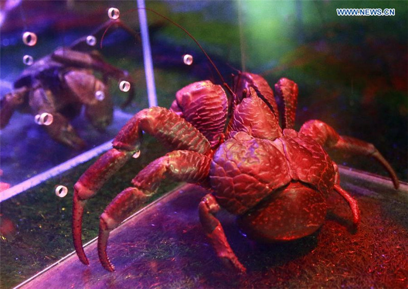 Beijinger feiern Tag des Meeres