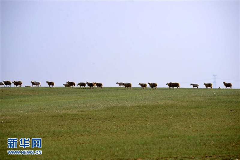 Grasmeer in der Inneren Mongolei
