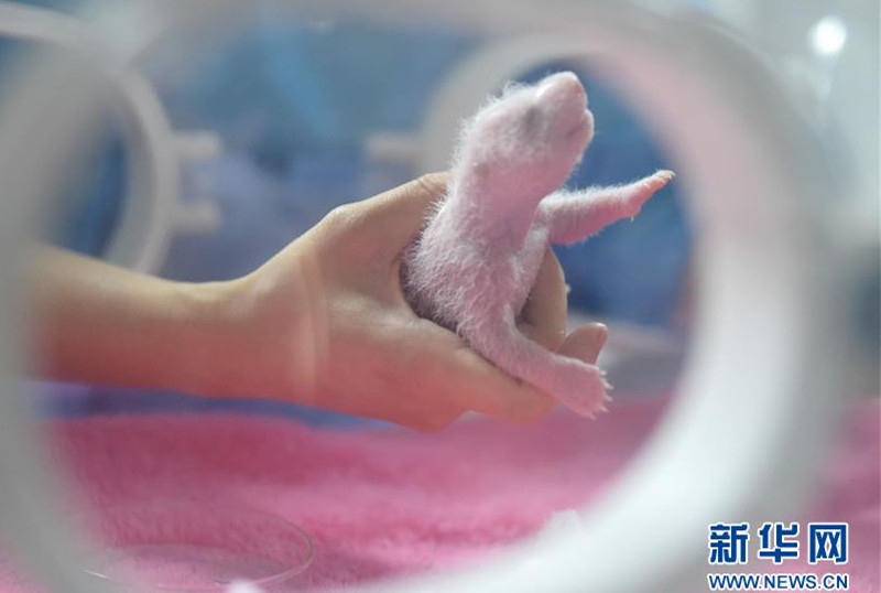 Pandazwillinge erblicken in Chengdu das Licht der Welt