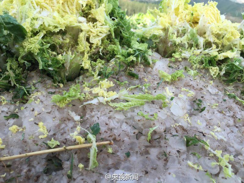 Taubeneigro?e Hagelk?rner in Hebei