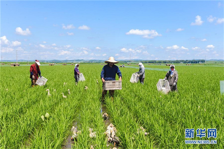 Enten in Heilongjianger Reisfeldern
