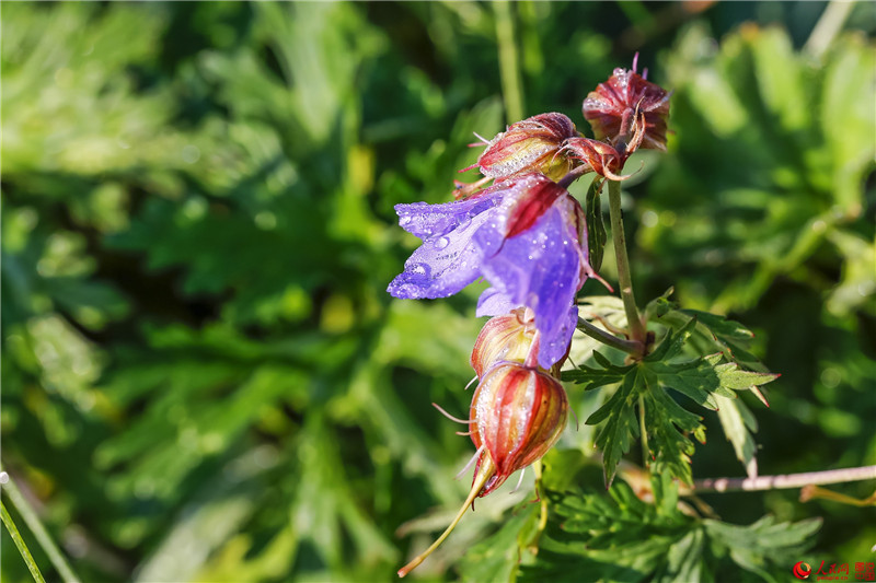 Luya-Berge in Shanxi: Natürliche Sauerstoff-Bar