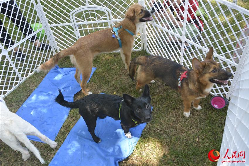 Tag der offenen Tür in der niederl?ndischen Botschaft