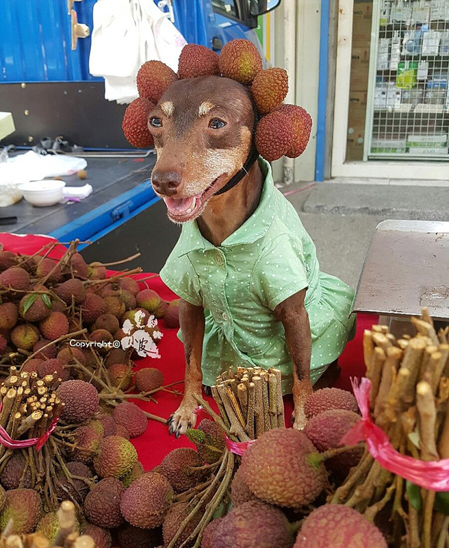 Ein bunter Hund und freche Früchtchen