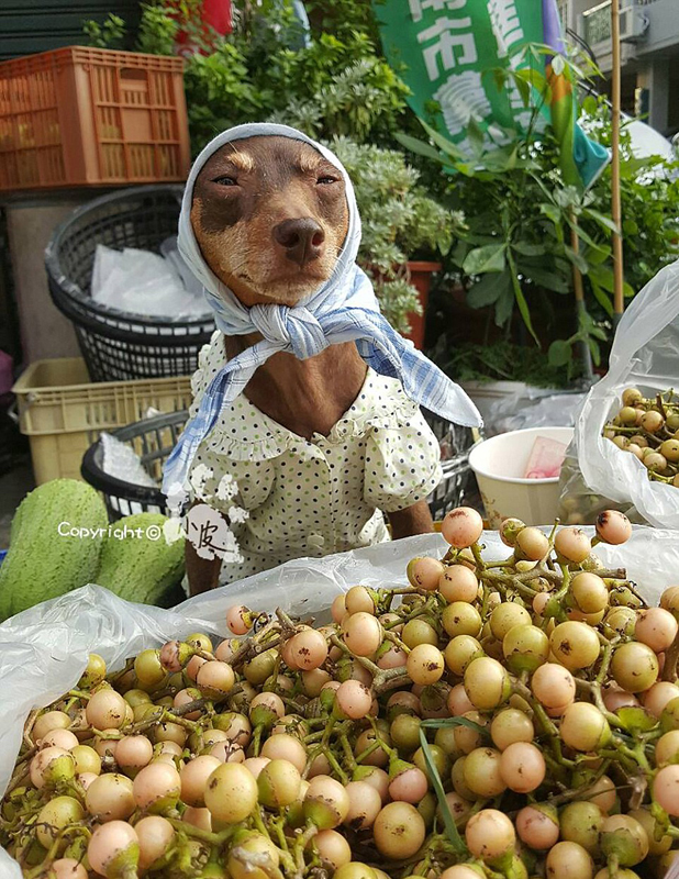 Ein bunter Hund und freche Früchtchen