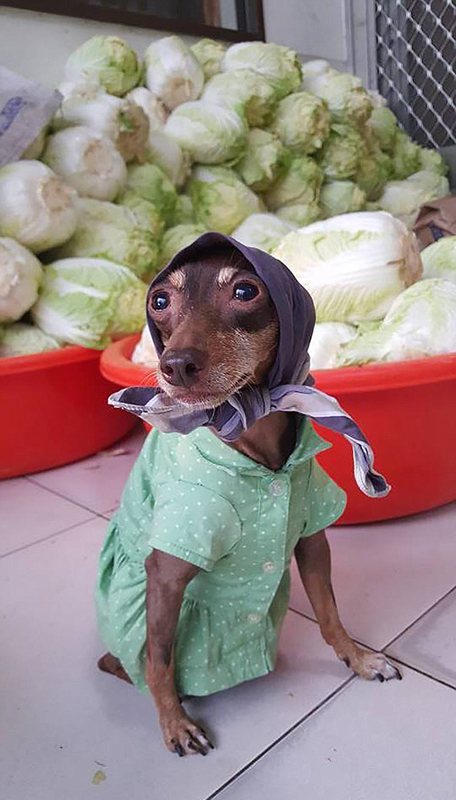 Ein bunter Hund und freche Früchtchen