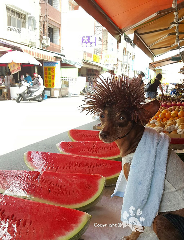 Ein bunter Hund und freche Früchtchen
