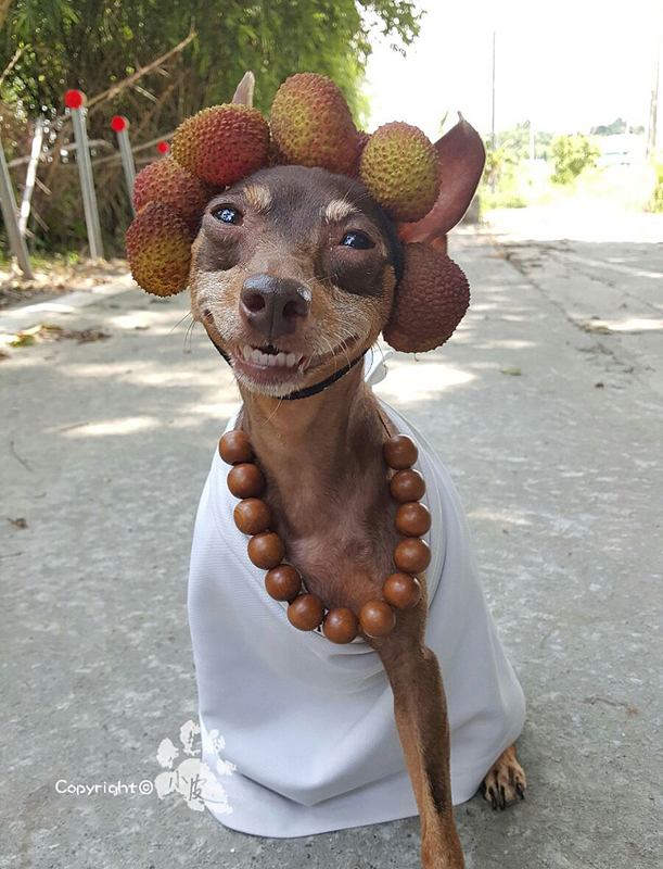 Ein bunter Hund und freche Früchtchen
