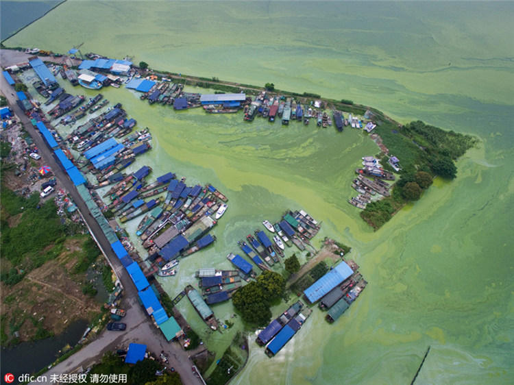Die pittoresken Wasserfarben einer Algenplage