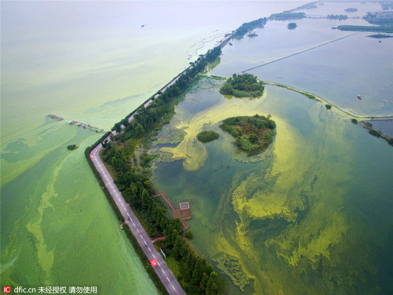 Die pittoresken Wasserfarben einer Algenplage