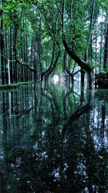 ?Fabelhaftes Dahingleiten“ nach starken Regenf?llen an der Universit?t in Nanjing