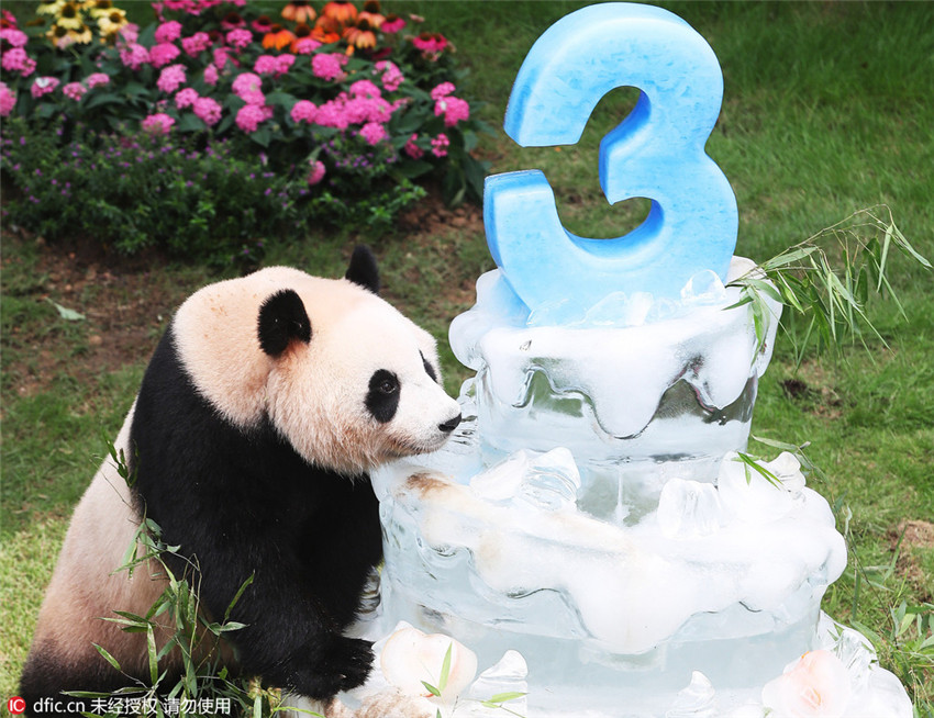Panda-Ehepaar in Südkorea feiert Geburtstag