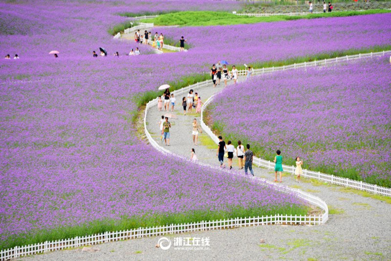Violettes Verbenenmeer in Zhejiang