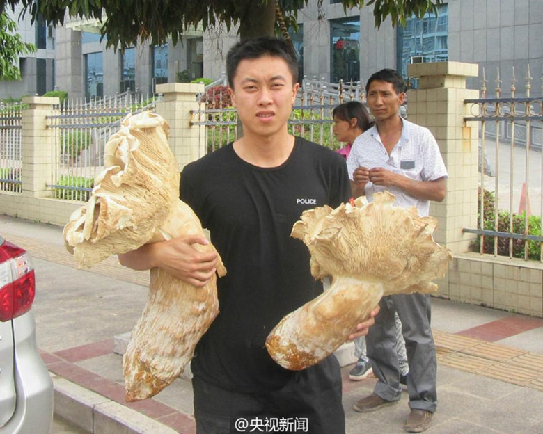 Yunnan: Ein Dorfbewohner entdeckt drei riesige Waldpilze