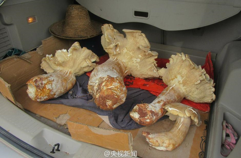 Yunnan: Ein Dorfbewohner entdeckt drei riesige Waldpilze