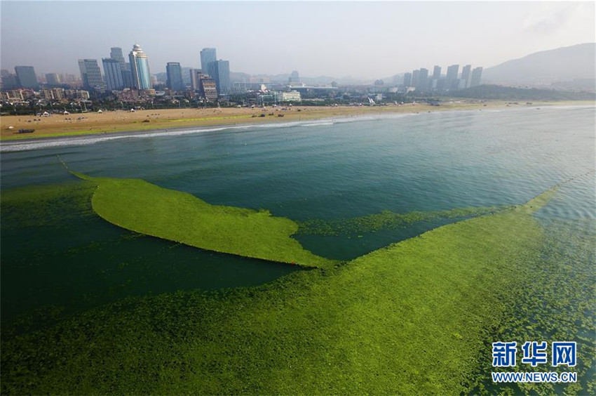 Gigantische Algenplage in Qingdao
