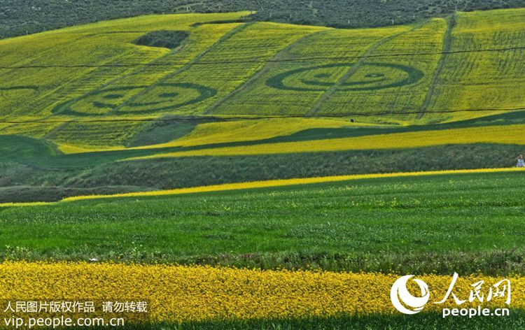 Die goldenen Felder von Minle