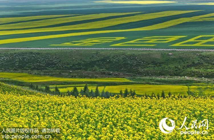 Die goldenen Felder von Minle