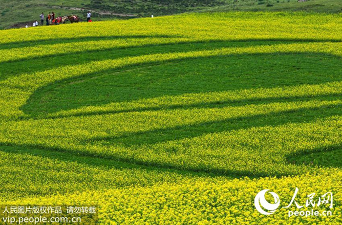 Die goldenen Felder von Minle