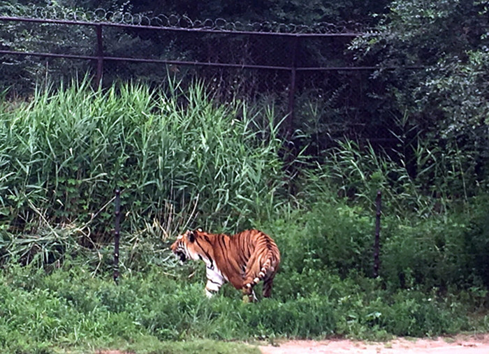 Ein schrecklicher Unfall im Wildtierpark Badaling