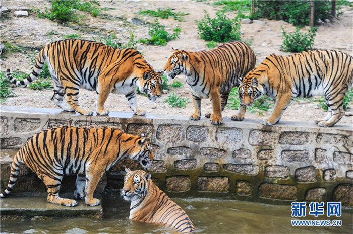 Sibirische Tiger genie?en sommerliche Abkühlung