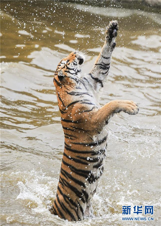 Sibirische Tiger genie?en sommerliche Abkühlung