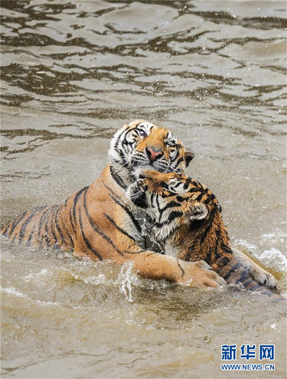 Sibirische Tiger genie?en sommerliche Abkühlung